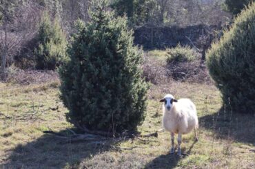 Cres, Slow Things to Do. the sheep. Photo credit R. Zdravko, 2024
