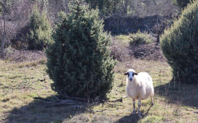 Cres, Slow Things to Do. the sheep. Photo credit R. Zdravko, 2024