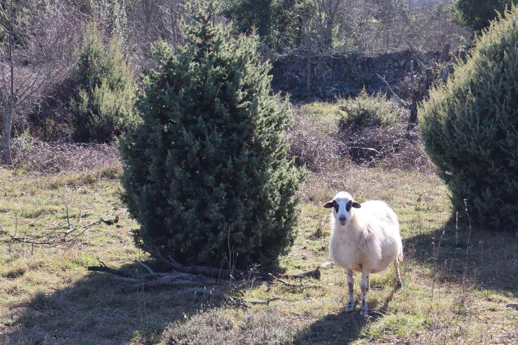 Cres, Slow Things to Do. the sheep. Photo credit R. Zdravko, 2024