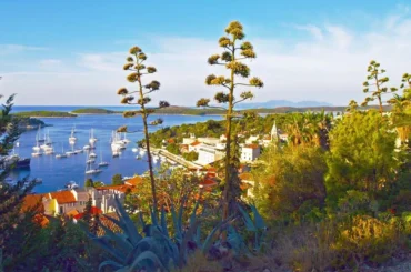 Osunčani Hvar-agava.Foto@M.R