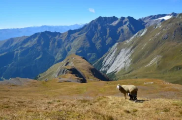 Šarmantni Figerhorn, ovce, sheep