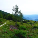 Vogel, koča na planini Razor