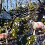 Cres ovce, sheep