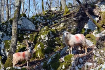 Cres ovce, sheep