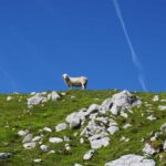 Begunjščica, ovce, sheep