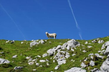 Begunjščica, ovce, sheep