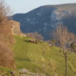 Ovce, Istra, Istria, sheep