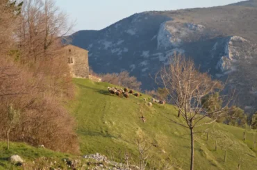 Ovce, Istra, Istria, sheep
