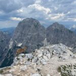 Gdje stanuju divokoze: dan pod Cima di Terrarossa (Špik Hude police, 2420) otkriva život daleko od civilizacije