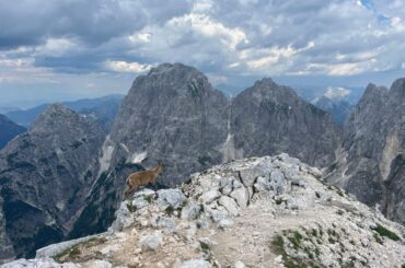Cima di Terrarossa, divokoza na vrhu.