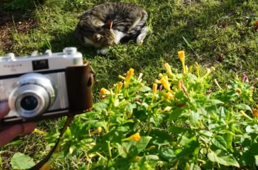 Influencing i tržišna vrijednost, analogni fotoaparat Regula. F