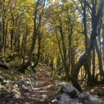 Vilje - Risnjak, carstvo šume