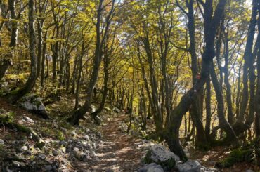 Vilje - Risnjak, carstvo šume