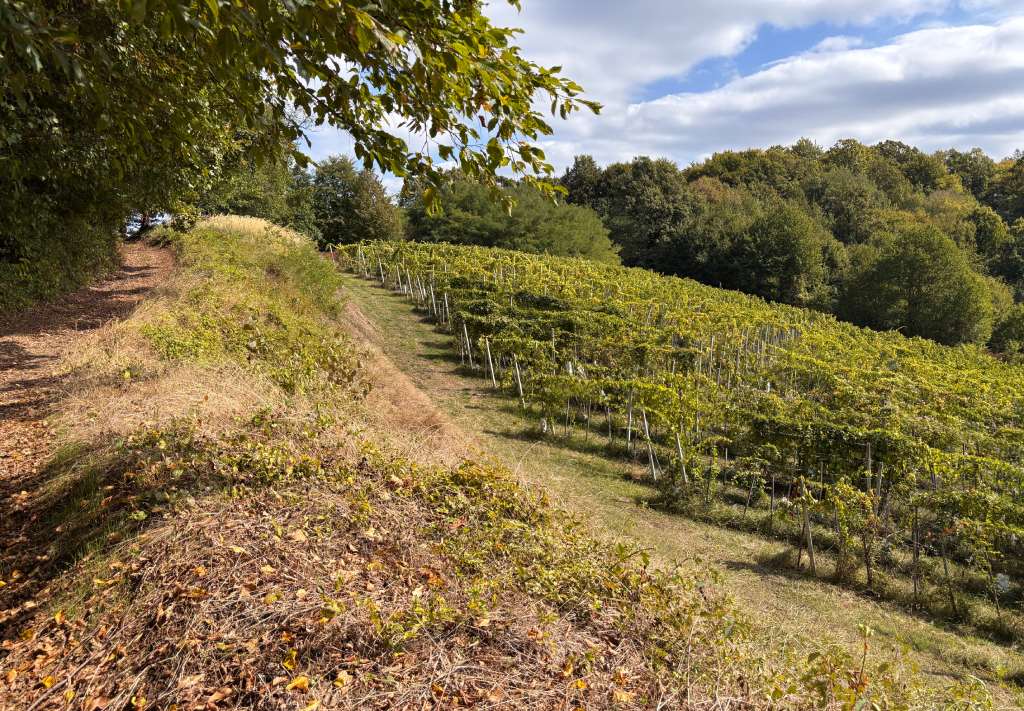 Cesargradska gora, krajolik vinogarda i šuma. Foto Zdravko R.