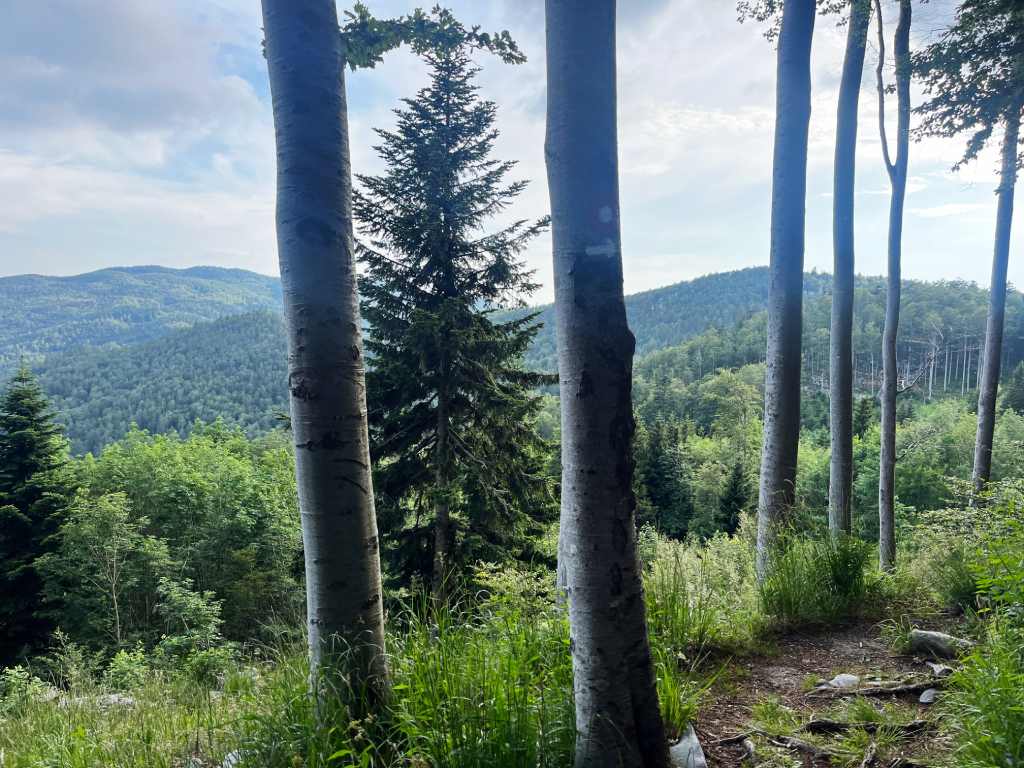 Poslijepodnevni Mali Golak, šuma Krasa. Foto Zdravko Rajko