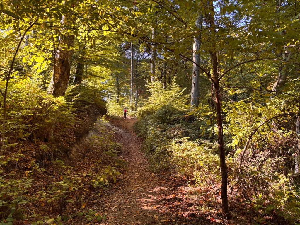 Hrastovička gora, jesenska šuma. Foto Zdravko R.